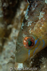 Fishs - Labrus bimaculatus by Vito Lorusso 